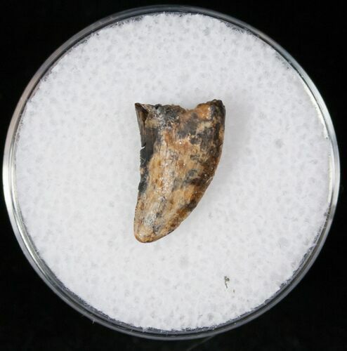 Raptor (Acheroraptor) Tooth - Montana #12670